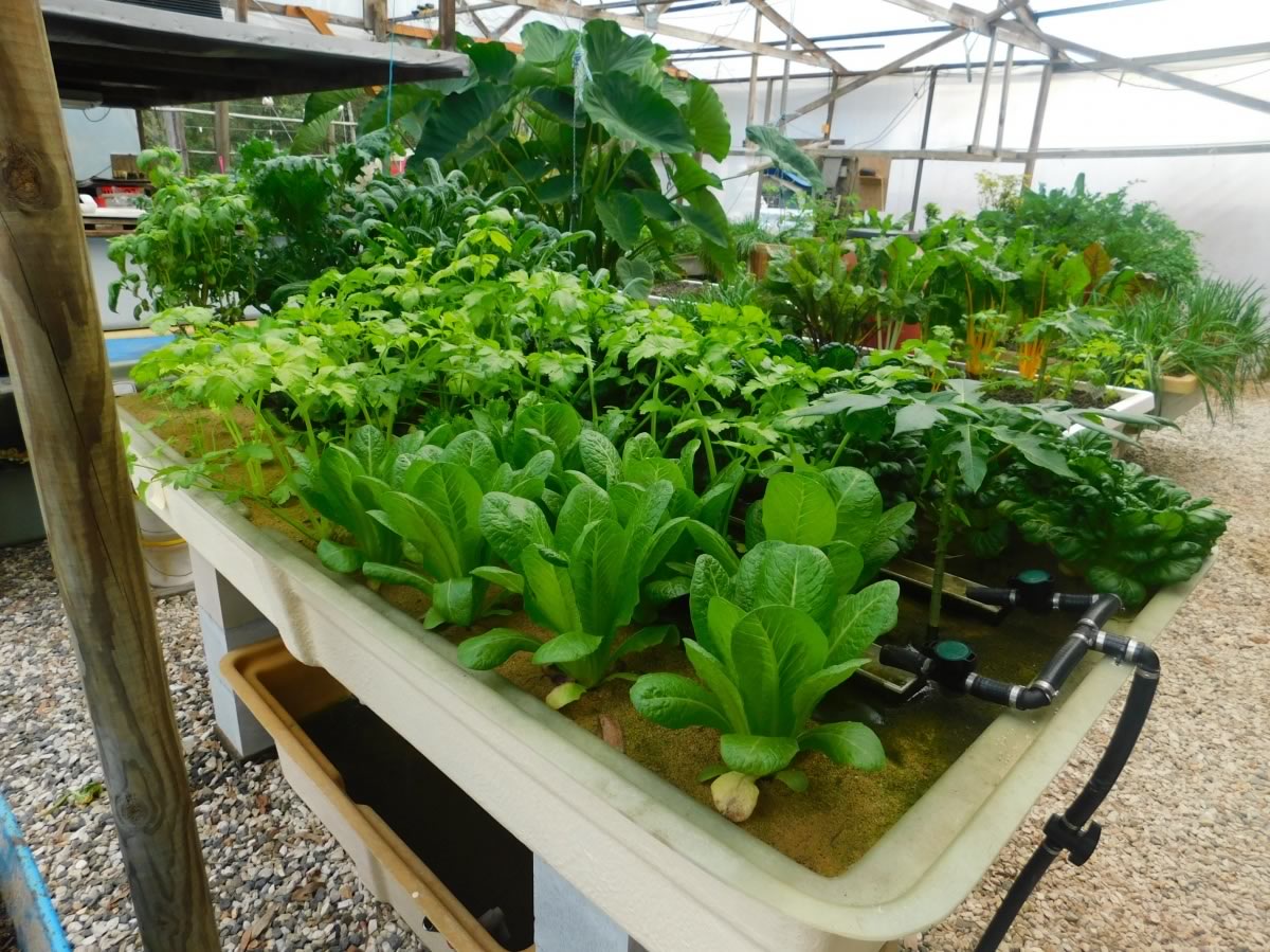 Commercial Aquaponics tanks, grow beds, grow troughs, Particulate 